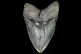 Serrated, Megalodon Tooth - Huge Tooth! #70781-1